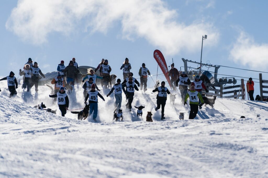 dog derby in New Zealand