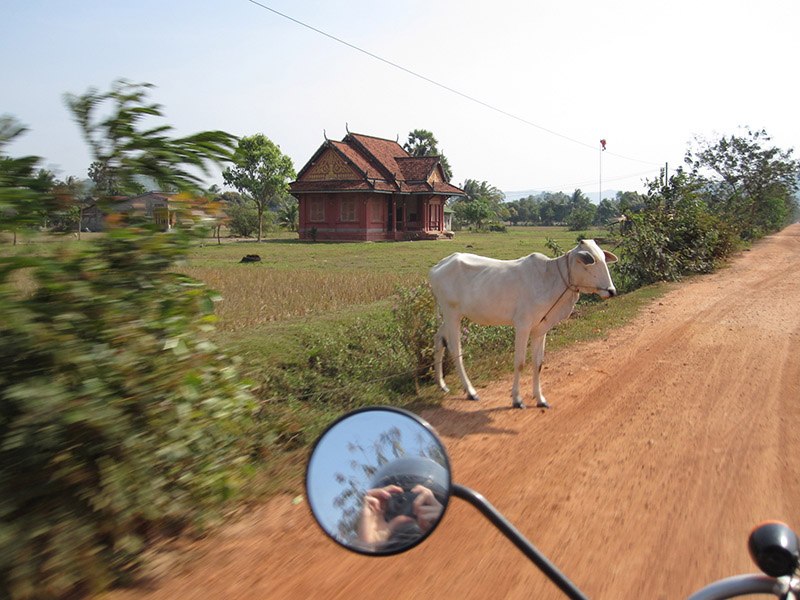 Motorcycling through Cambodia passing animals