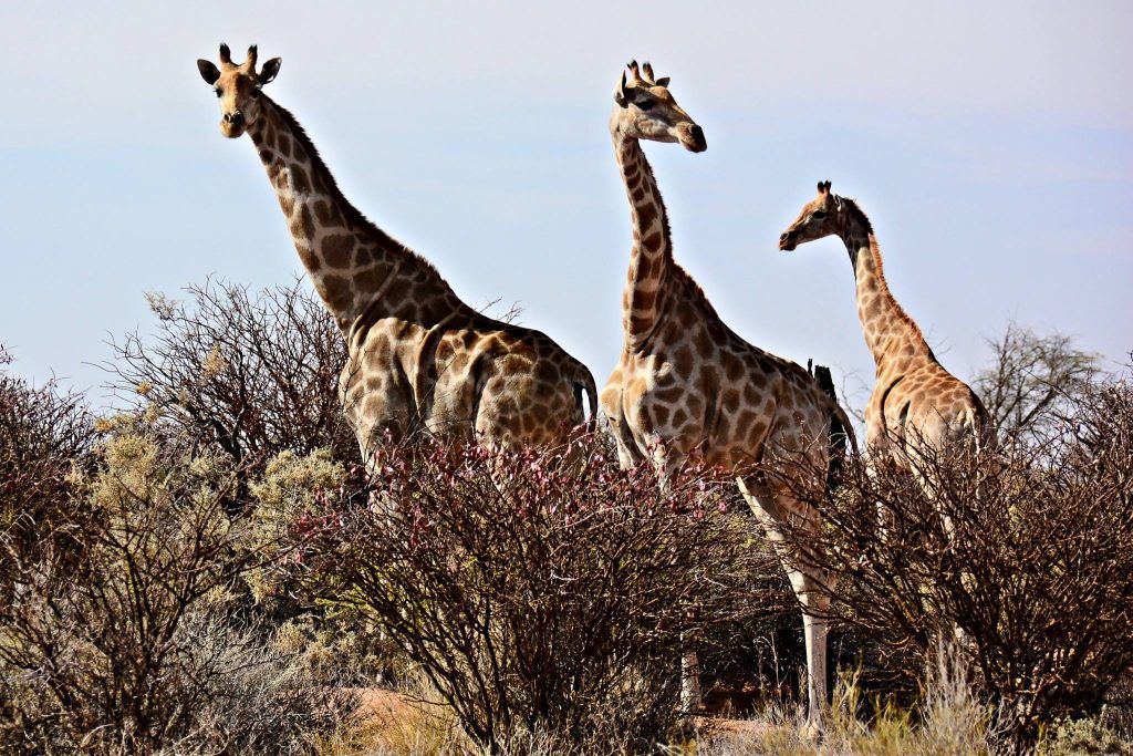 Giraffes in the Kalahari Augrabies Extreme Marathon