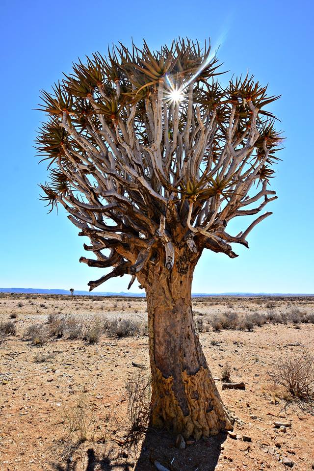 Quiver tree Kalahari Augrabies Extreme Marathon