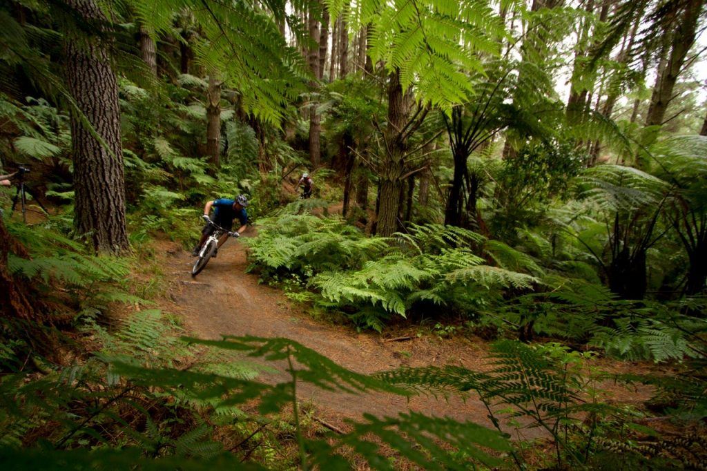 Mountain Biking in the forest in NZ