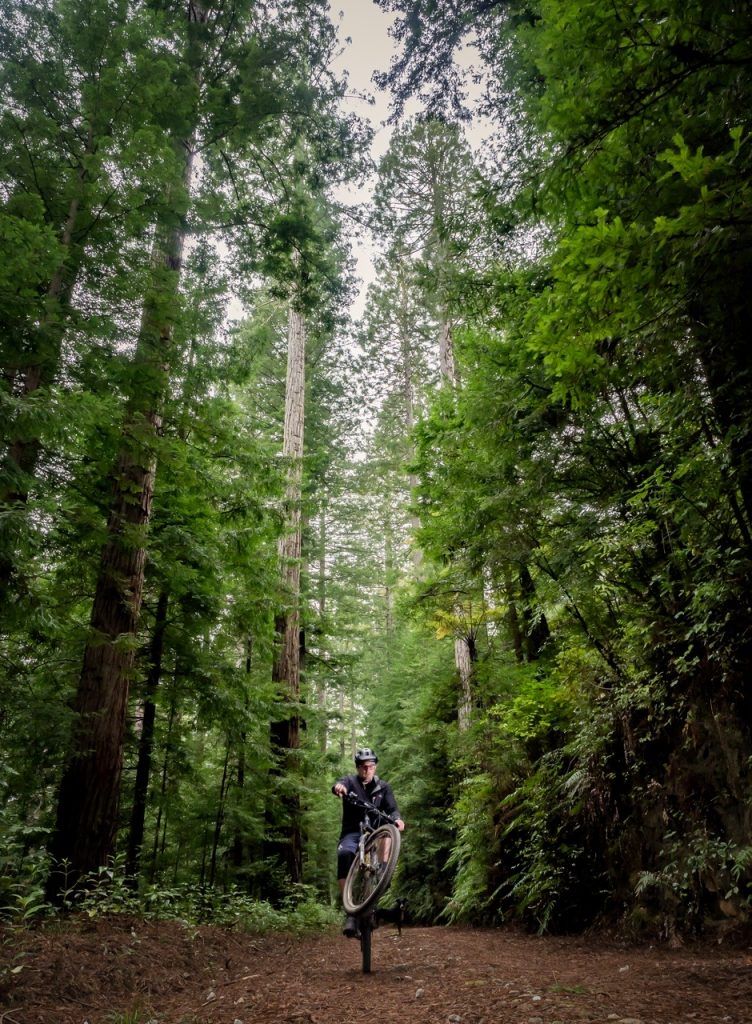 Redwoods mtb new zealand