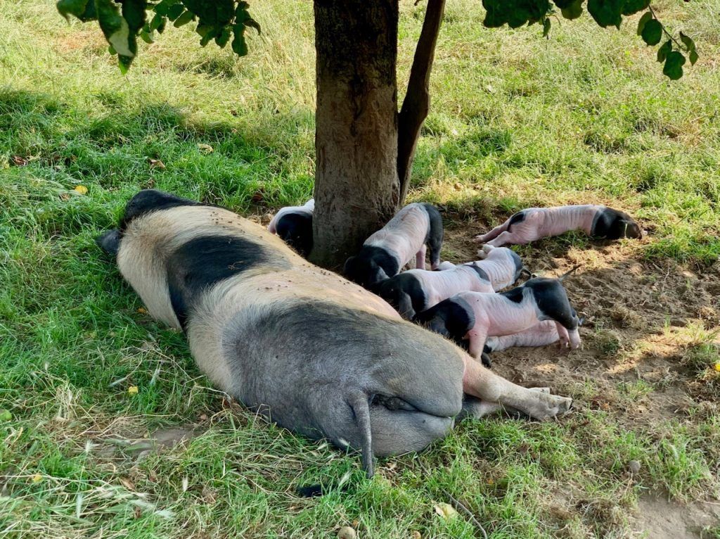 Euskal Txerri pig farm