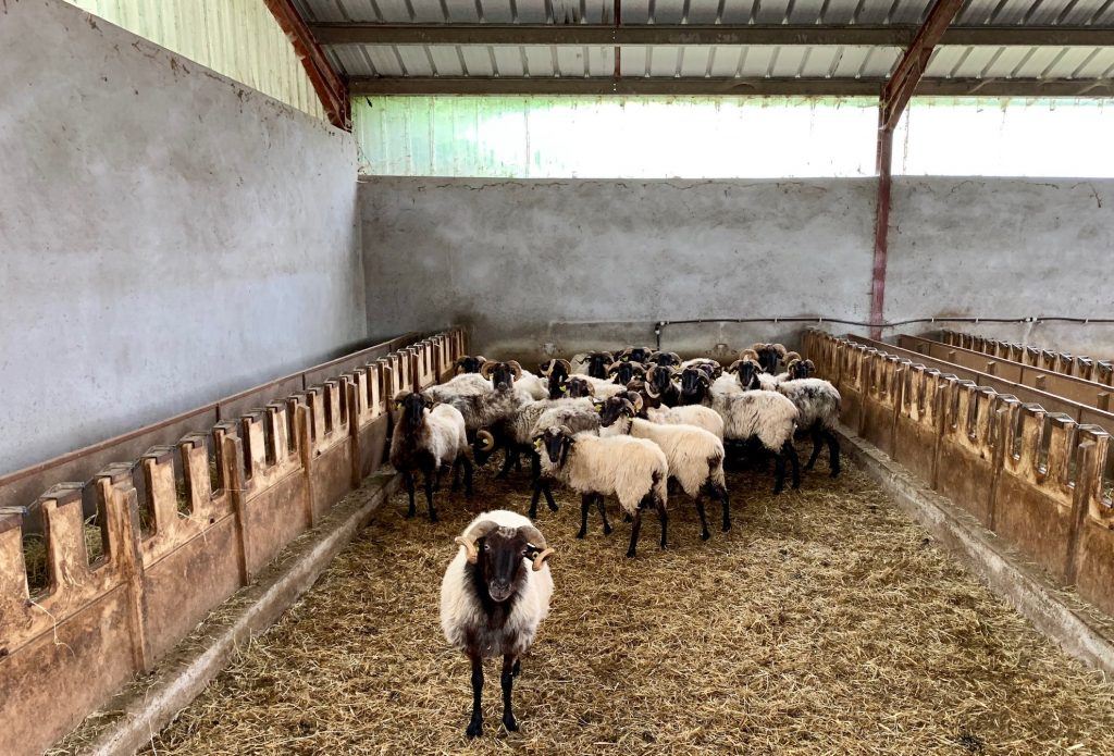 rams Family Farm Stay in the Basque Country 