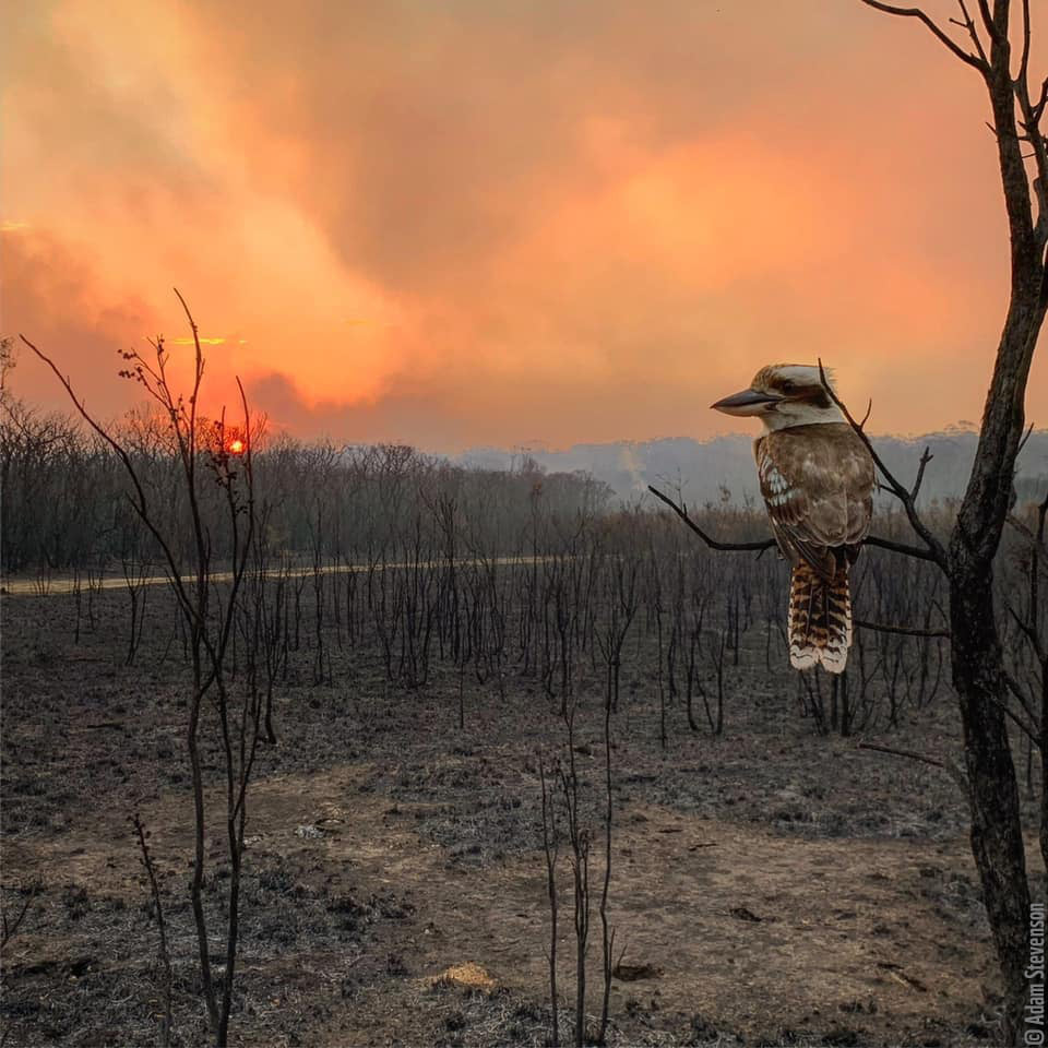 WWF supports Bushfires in Australia