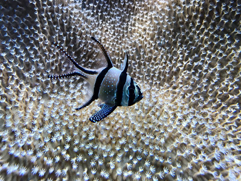 New England Aquarium